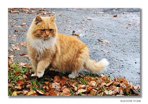 Klikněte pro zvětšení Garfield